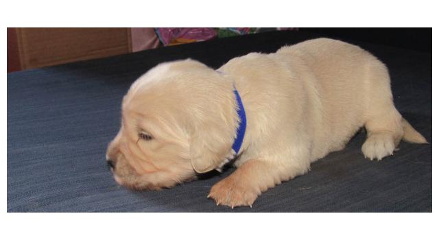 Щенки папийона (папильона) в питомнике Бон Плезир Щенки папийона (папильона) в питомнике Бон Плезир