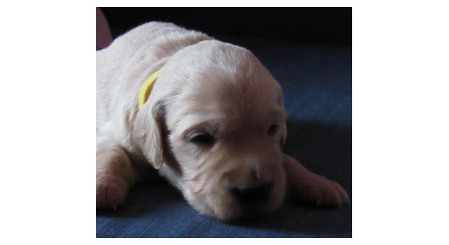 Щенки папийона (папильона) в питомнике Бон Плезир Щенки папийона (папильона) в питомнике Бон Плезир