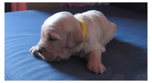 Щенки папийона (папильона) в питомнике Бон Плезир Щенки папийона (папильона) в питомнике Бон Плезир