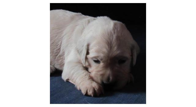 Щенки папийона (папильона) в питомнике Бон Плезир Щенки папийона (папильона) в питомнике Бон Плезир