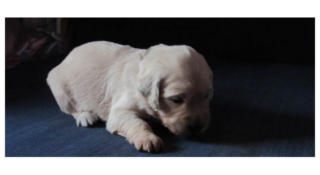 Щенки папийона (папильона) в питомнике Бон Плезир Щенки папийона (папильона) в питомнике Бон Плезир