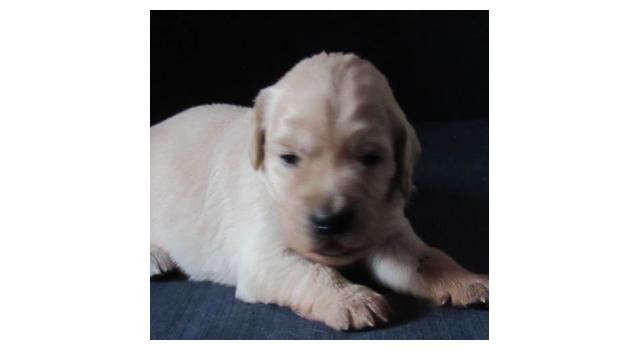 Щенки папийона (папильона) в питомнике Бон Плезир Щенки папийона (папильона) в питомнике Бон Плезир