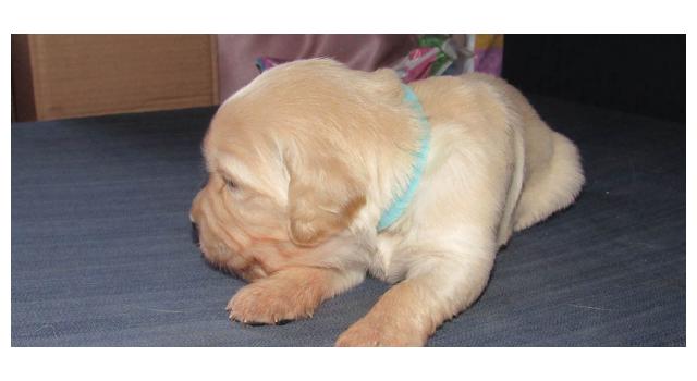 Щенки папийона (папильона) в питомнике Бон Плезир Щенки папийона (папильона) в питомнике Бон Плезир