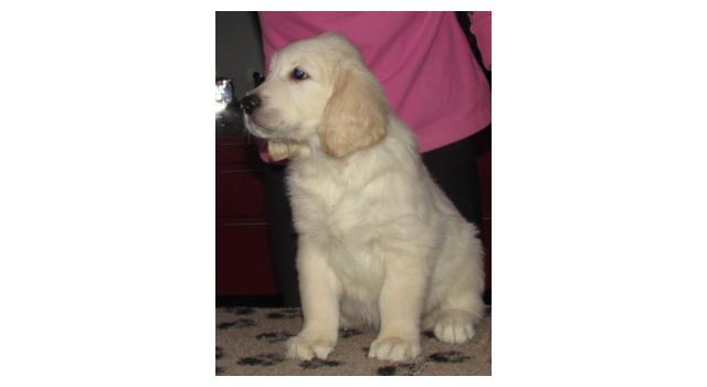 Щенки папийона (папильона) в питомнике Бон Плезир Щенки папийона (папильона) в питомнике Бон Плезир