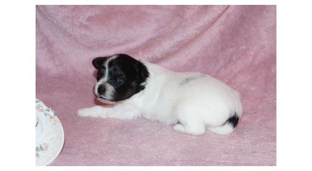 Щенки папийона (папильона) в питомнике Бон Плезир Щенки папийона (папильона) в питомнике Бон Плезир