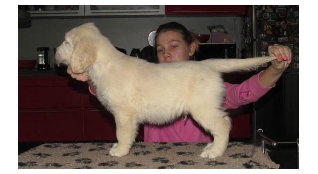 Щенки папийона (папильона) в питомнике Бон Плезир Щенки папийона (папильона) в питомнике Бон Плезир