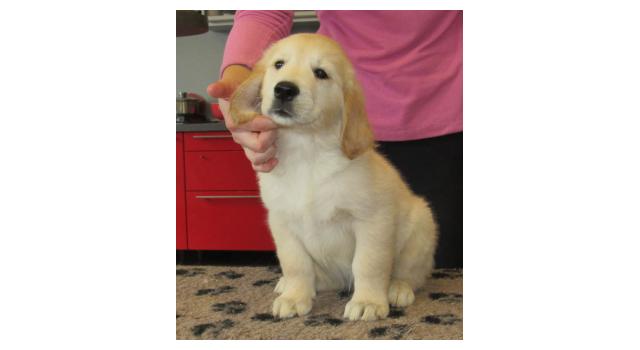 Щенки папийона (папильона) в питомнике Бон Плезир Щенки папийона (папильона) в питомнике Бон Плезир