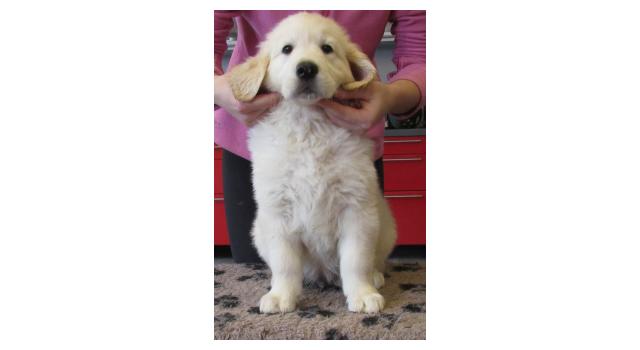 Щенки папийона (папильона) в питомнике Бон Плезир Щенки папийона (папильона) в питомнике Бон Плезир