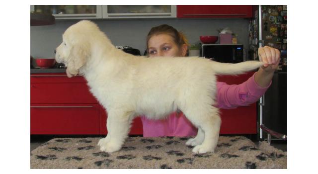 Щенки папийона (папильона) в питомнике Бон Плезир Щенки папийона (папильона) в питомнике Бон Плезир