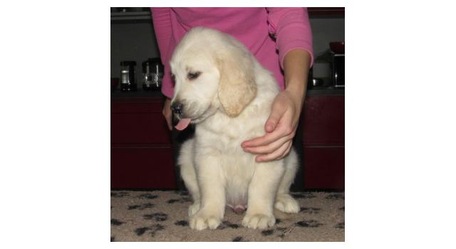 Щенки папийона (папильона) в питомнике Бон Плезир Щенки папийона (папильона) в питомнике Бон Плезир