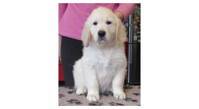 Щенки папийона (папильона) в питомнике Бон Плезир Щенки папийона (папильона) в питомнике Бон Плезир