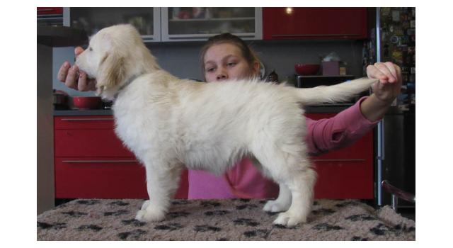 Щенки папийона (папильона) в питомнике Бон Плезир Щенки папийона (папильона) в питомнике Бон Плезир