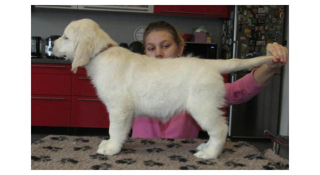 Щенки папийона (папильона) в питомнике Бон Плезир Щенки папийона (папильона) в питомнике Бон Плезир