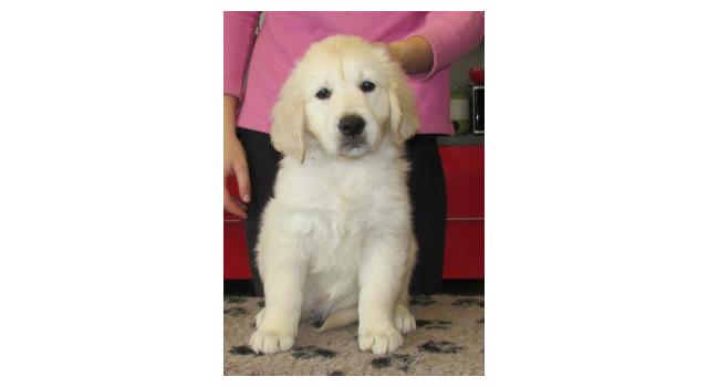 Щенки папийона (папильона) в питомнике Бон Плезир Щенки папийона (папильона) в питомнике Бон Плезир