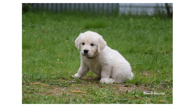 Puppies of papillon in Bon Plaisir Kennel Puppies of papillon in Bon Plaisir Kennel