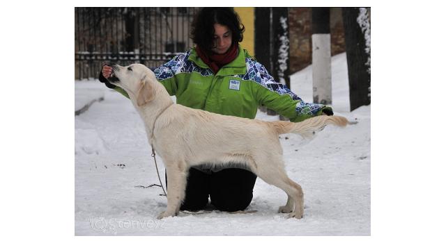 Щенки папийона (папильона) в питомнике Бон Плезир Щенки папийона (папильона) в питомнике Бон Плезир