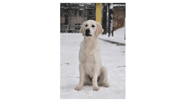 Щенки папийона (папильона) в питомнике Бон Плезир Щенки папийона (папильона) в питомнике Бон Плезир