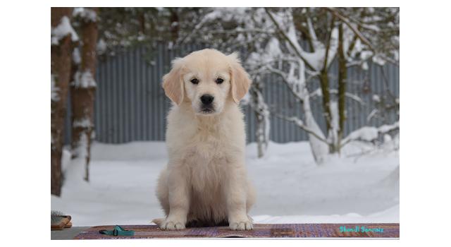 Щенки папийона (папильона) в питомнике Бон Плезир Щенки папийона (папильона) в питомнике Бон Плезир