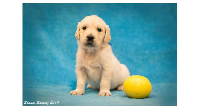 Щенки папийона (папильона) в питомнике Бон Плезир Щенки папийона (папильона) в питомнике Бон Плезир