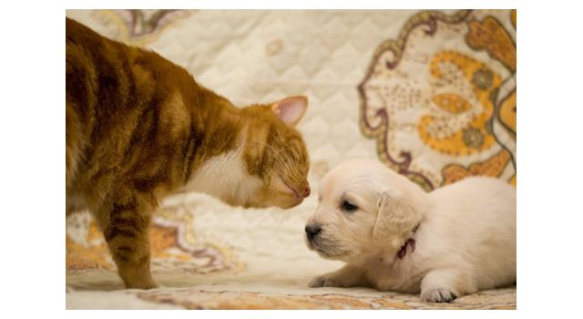 Щенки папийона (папильона) в питомнике Бон Плезир Щенки папийона (папильона) в питомнике Бон Плезир