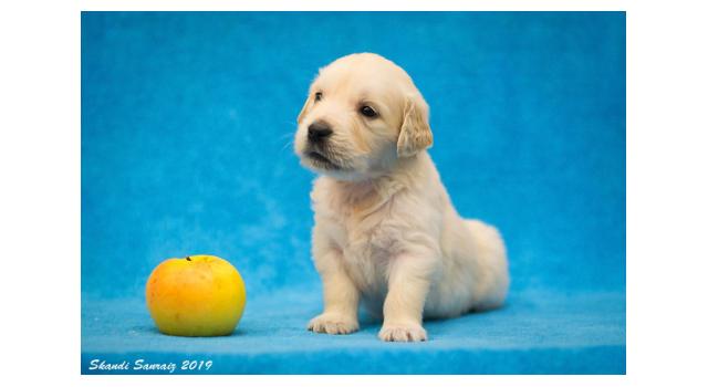 Щенки папийона (папильона) в питомнике Бон Плезир Щенки папийона (папильона) в питомнике Бон Плезир