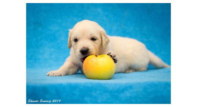 Щенки папийона (папильона) в питомнике Бон Плезир Щенки папийона (папильона) в питомнике Бон Плезир