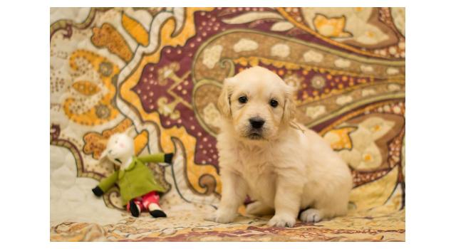 Щенки папийона (папильона) в питомнике Бон Плезир Щенки папийона (папильона) в питомнике Бон Плезир