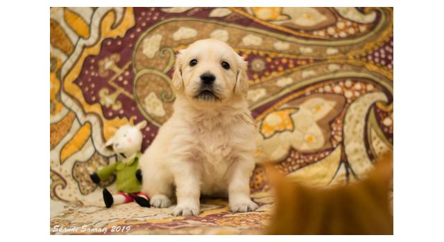 Щенки папийона (папильона) в питомнике Бон Плезир Щенки папийона (папильона) в питомнике Бон Плезир