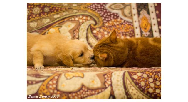 Щенки папийона (папильона) в питомнике Бон Плезир Щенки папийона (папильона) в питомнике Бон Плезир