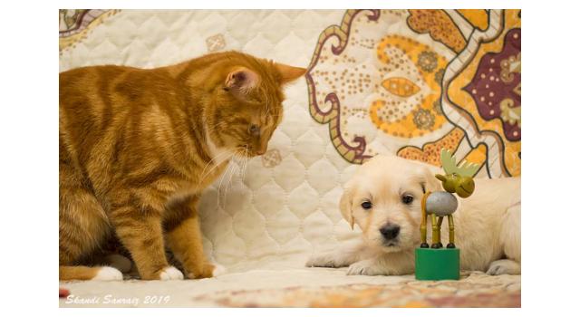 Щенки папийона (папильона) в питомнике Бон Плезир Щенки папийона (папильона) в питомнике Бон Плезир