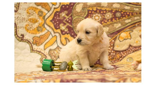 Щенки папийона (папильона) в питомнике Бон Плезир Щенки папийона (папильона) в питомнике Бон Плезир