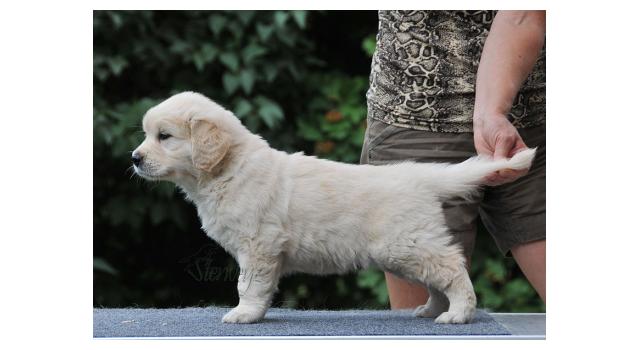 Щенки папийона (папильона) в питомнике Бон Плезир Щенки папийона (папильона) в питомнике Бон Плезир
