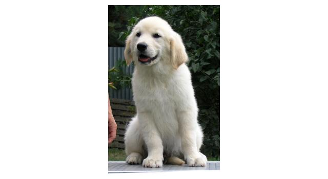 Щенки папийона (папильона) в питомнике Бон Плезир Щенки папийона (папильона) в питомнике Бон Плезир