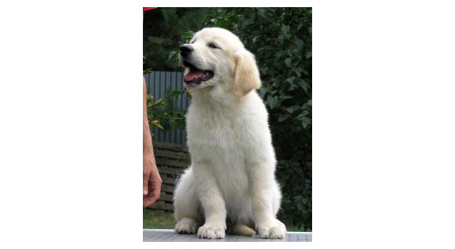 Щенки папийона (папильона) в питомнике Бон Плезир Щенки папийона (папильона) в питомнике Бон Плезир