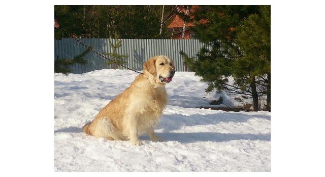 Щенки папийона (папильона) в питомнике Бон Плезир Щенки папийона (папильона) в питомнике Бон Плезир