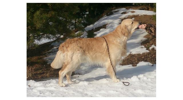 Щенки папийона (папильона) в питомнике Бон Плезир Щенки папийона (папильона) в питомнике Бон Плезир