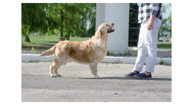 Щенки папийона (папильона) в питомнике Бон Плезир Щенки папийона (папильона) в питомнике Бон Плезир