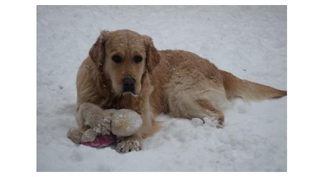 Щенки папийона (папильона) в питомнике Бон Плезир Щенки папийона (папильона) в питомнике Бон Плезир