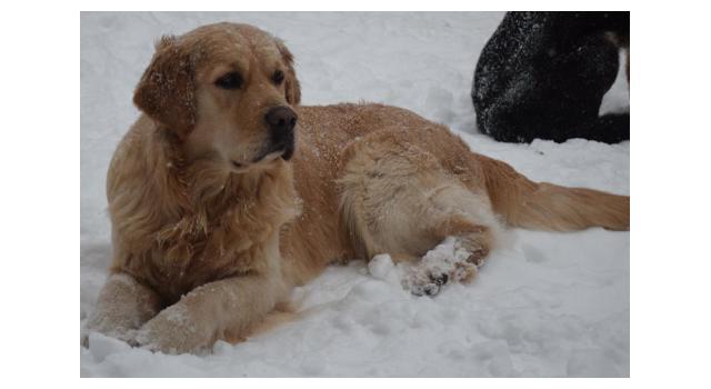 Щенки папийона (папильона) в питомнике Бон Плезир Щенки папийона (папильона) в питомнике Бон Плезир