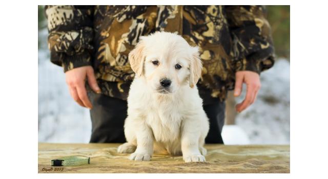 Щенки папийона (папильона) в питомнике Бон Плезир Щенки папийона (папильона) в питомнике Бон Плезир