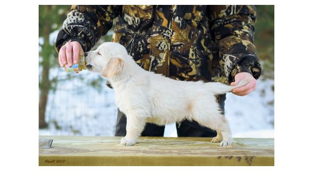 Щенки папийона (папильона) в питомнике Бон Плезир Щенки папийона (папильона) в питомнике Бон Плезир