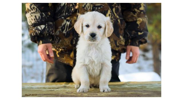 Щенки папийона (папильона) в питомнике Бон Плезир Щенки папийона (папильона) в питомнике Бон Плезир
