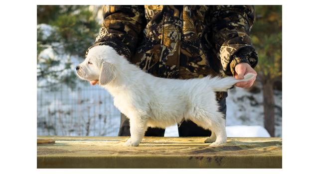 Щенки папийона (папильона) в питомнике Бон Плезир Щенки папийона (папильона) в питомнике Бон Плезир