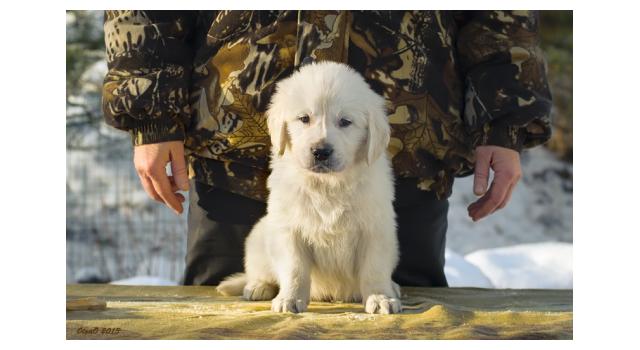 Щенки папийона (папильона) в питомнике Бон Плезир Щенки папийона (папильона) в питомнике Бон Плезир
