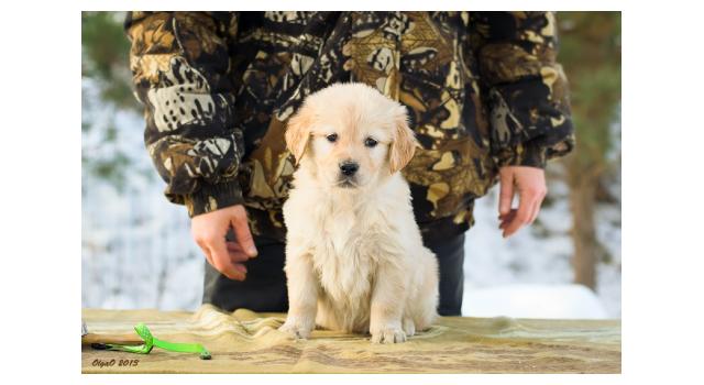 Щенки папийона (папильона) в питомнике Бон Плезир Щенки папийона (папильона) в питомнике Бон Плезир