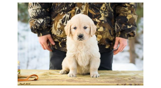 Щенки папийона (папильона) в питомнике Бон Плезир Щенки папийона (папильона) в питомнике Бон Плезир