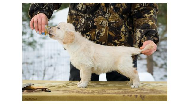 Щенки папийона (папильона) в питомнике Бон Плезир Щенки папийона (папильона) в питомнике Бон Плезир