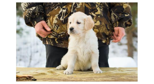 Щенки папийона (папильона) в питомнике Бон Плезир Щенки папийона (папильона) в питомнике Бон Плезир