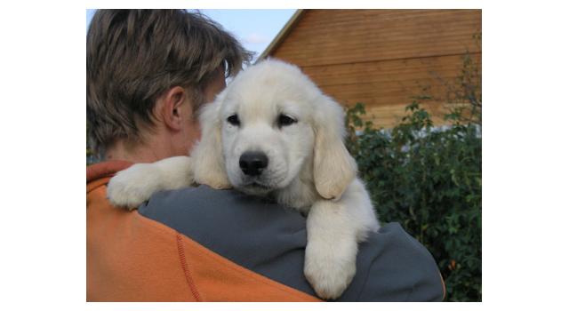 Щенки папийона (папильона) в питомнике Бон Плезир Щенки папийона (папильона) в питомнике Бон Плезир