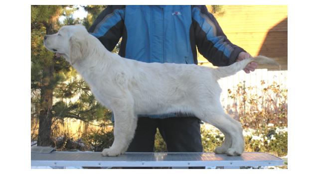 Щенки папийона (папильона) в питомнике Бон Плезир Щенки папийона (папильона) в питомнике Бон Плезир